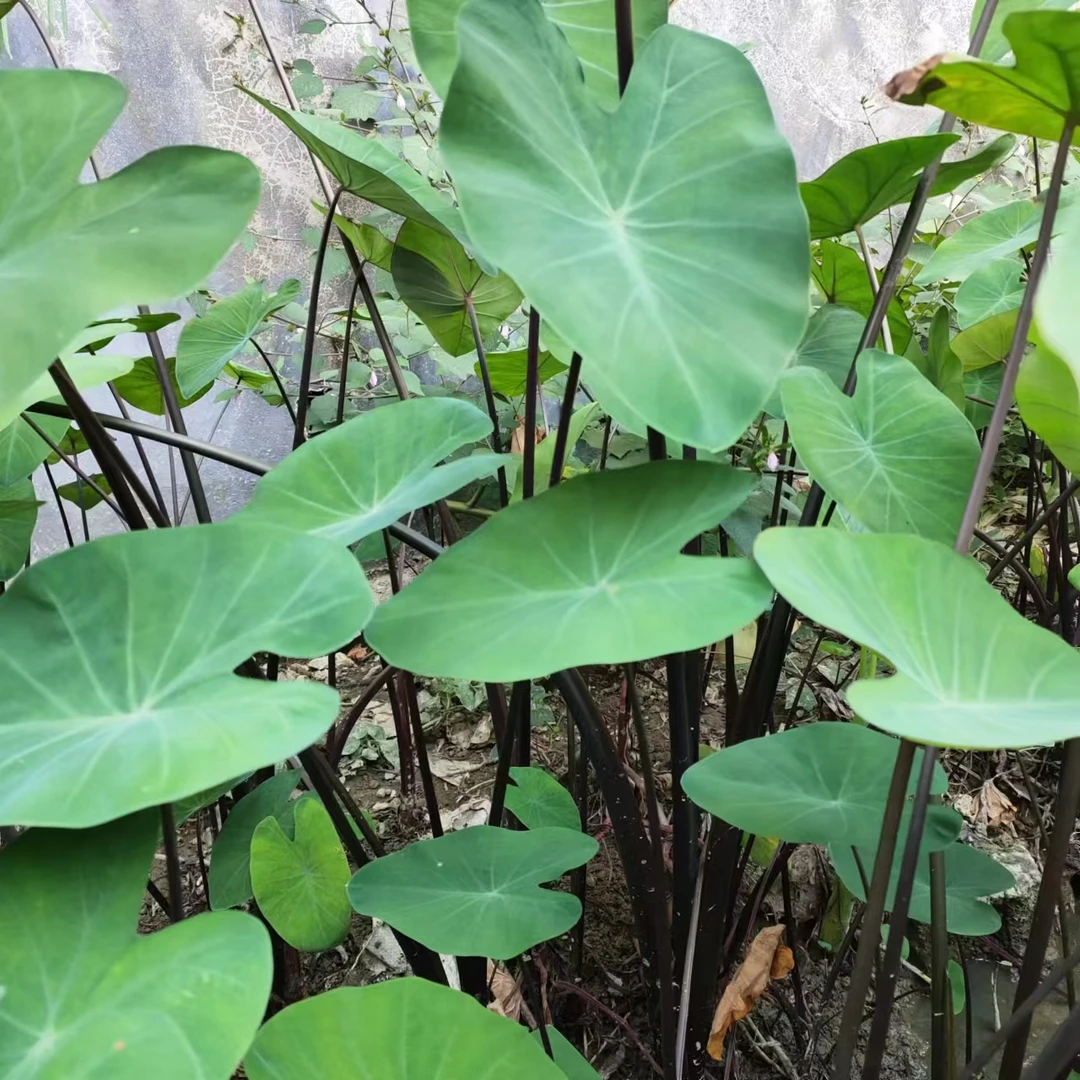 紫芋紫梗芋水培土培盆栽绿植现挖现发