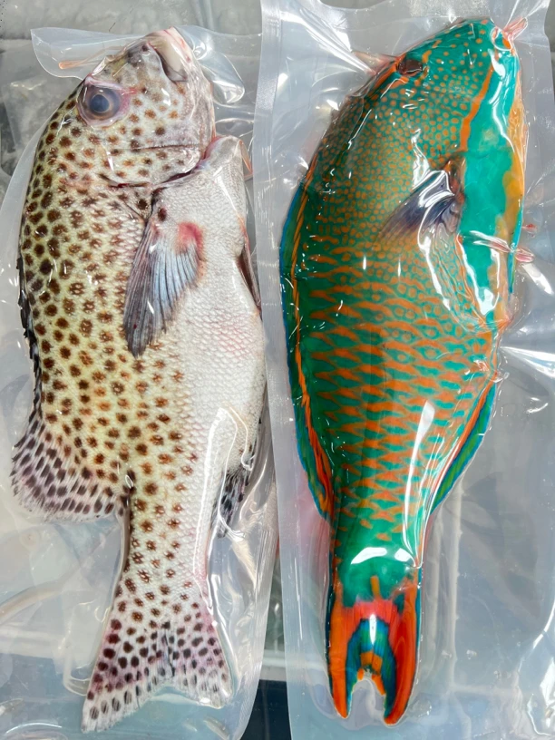 西沙野生深海鱼 斑胡椒鲷/青衣拿破仑 肉质细嫩 5斤顺丰空运包邮