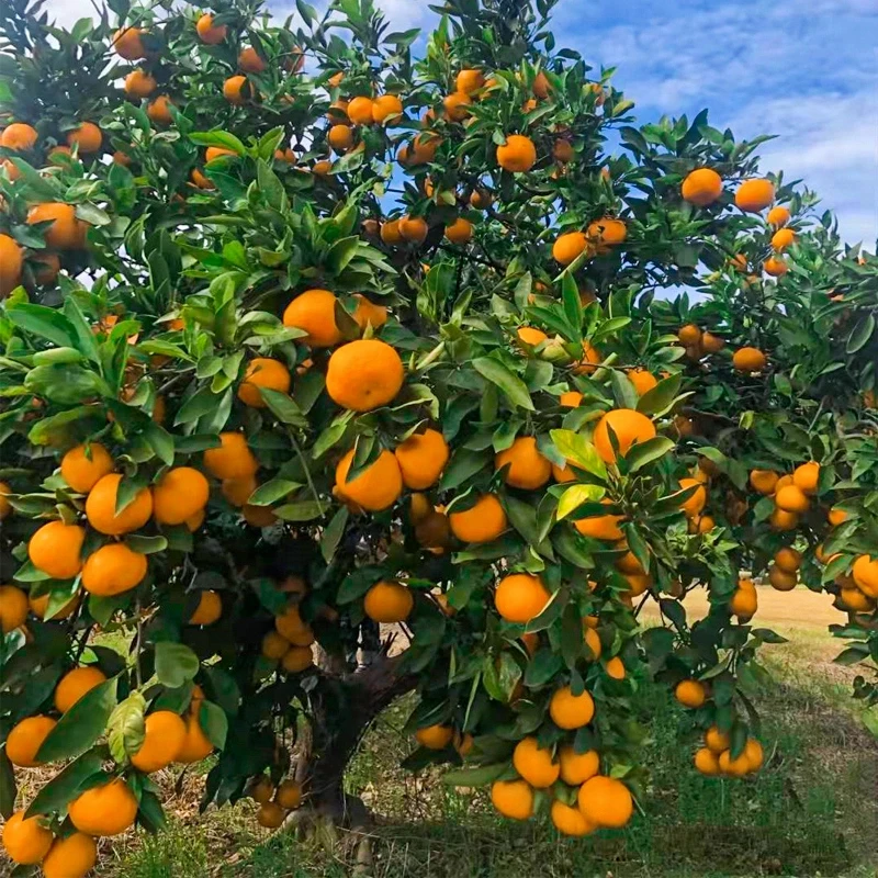 无核蜜桔苗嫁接早熟桔子树苗黄岩蜜桔果树苗当年结果南方北方树苗