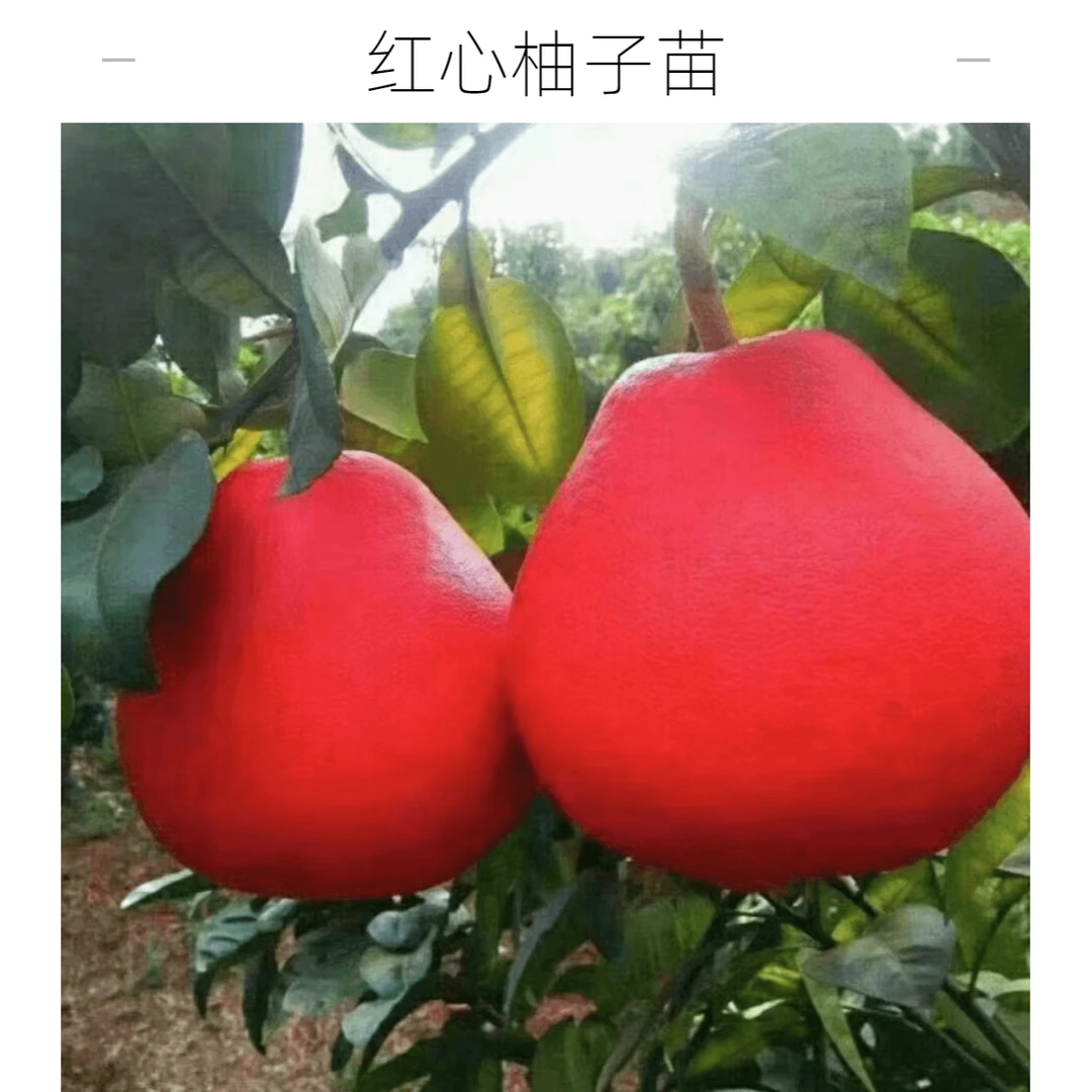 【柚子树苗】正宗红心柚子果树苗阳台庭院盆栽地栽无籽红心柚子苗