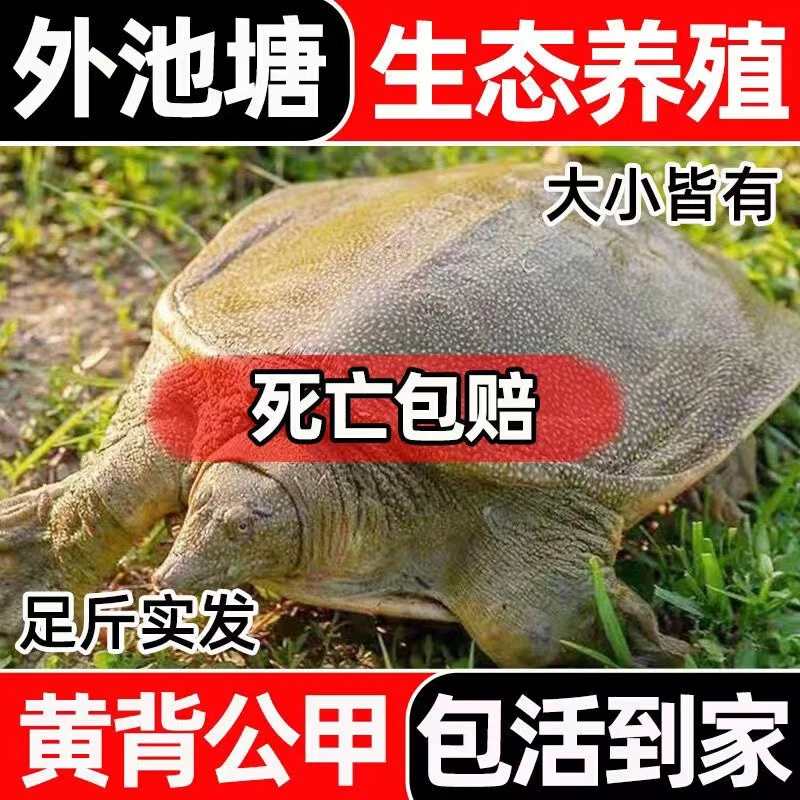 外塘生态大甲鱼3只6-7斤