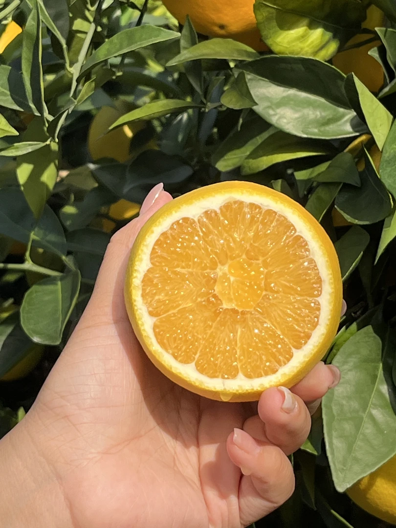 正宗江西赣州原产地直发赣南脐橙新鲜应季水果橙子5/10斤