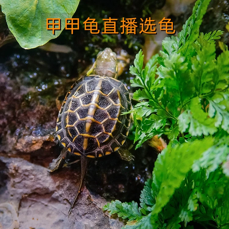 （甲甲龟直播选龟冷）