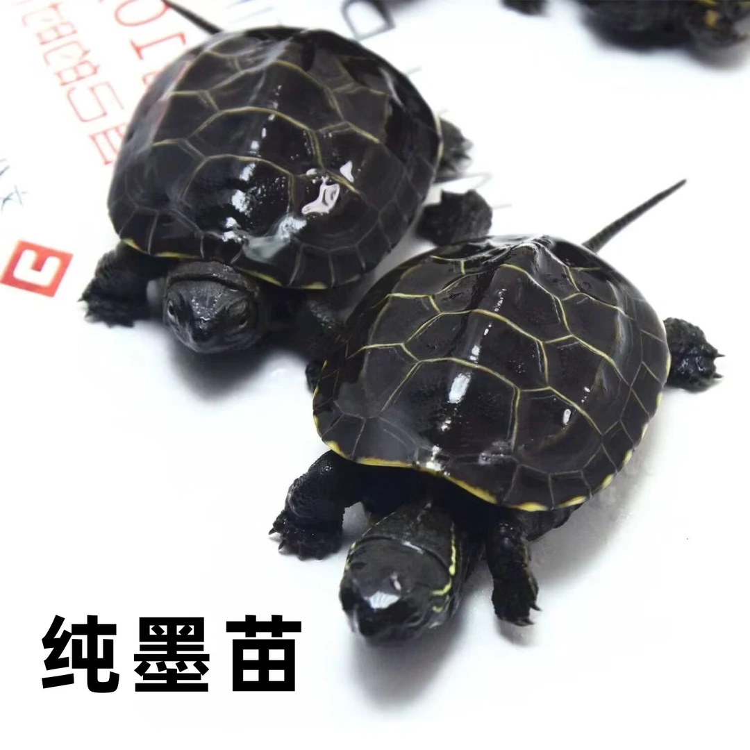 全墨龟苗活体外塘冷水小乌龟观赏顶墨龟情侣深水长寿草龟乌龟活体