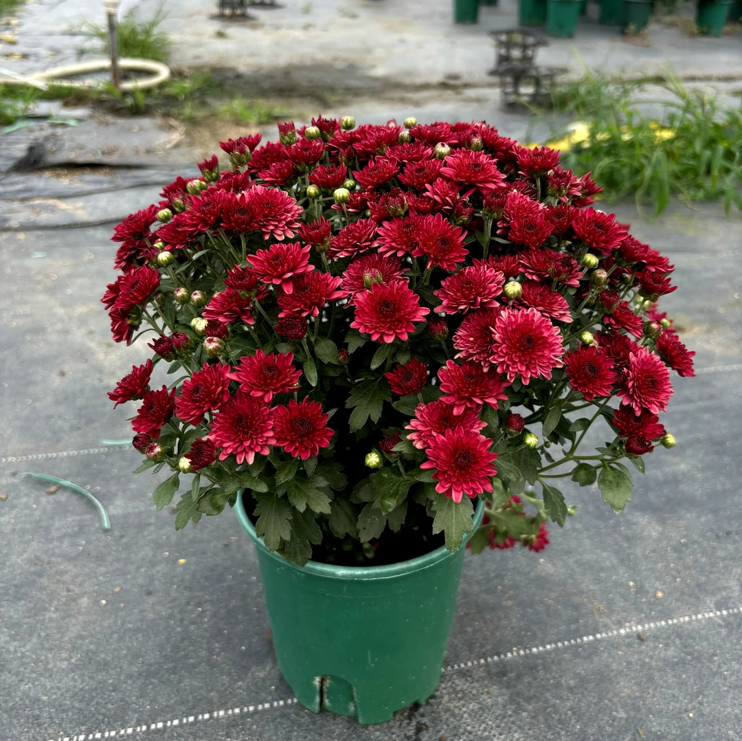 【球菊爆花状态】多季节开花耐热耐寒庭院阳台多年生植物