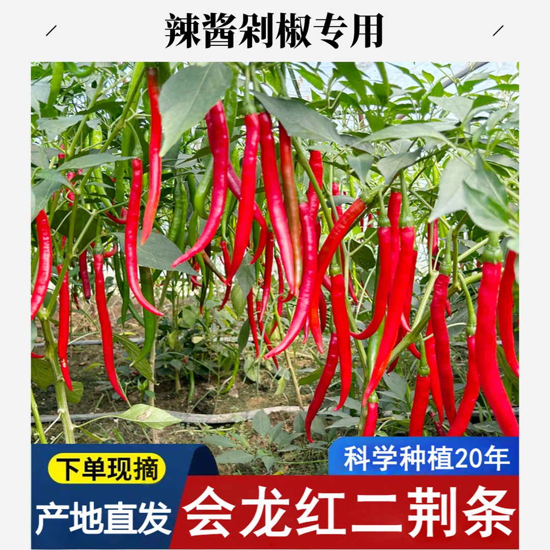 正宗新鲜二荆条红辣椒中辣现摘现发红线椒长线辣椒尖椒剁椒酱优选