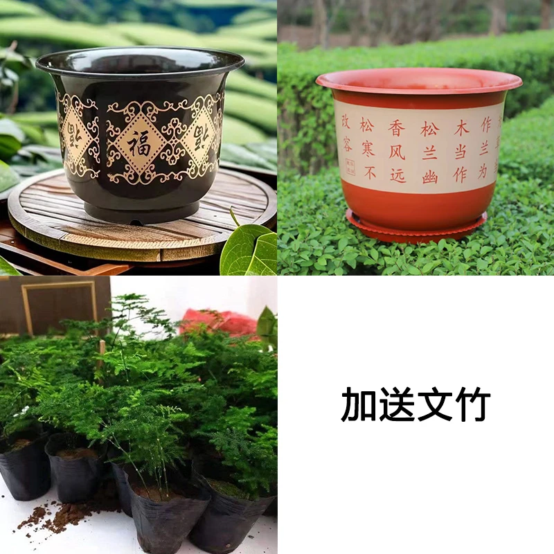 【送文竹】加厚F仿陶瓷树脂花盆加厚耐晒环保塑料花盆多肉花盆