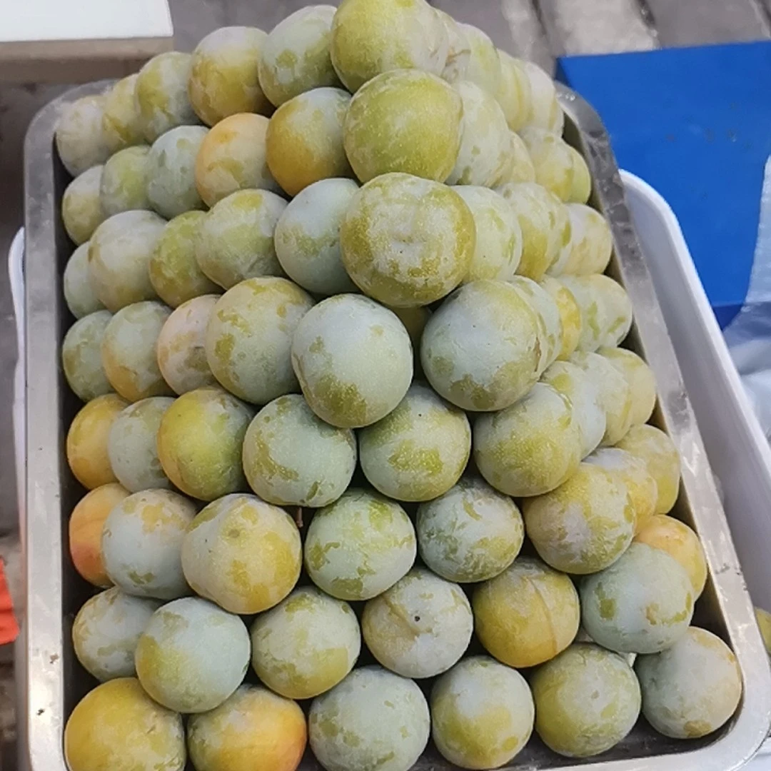 [新鲜采摘]重庆青脆李现摘现发爆甜爆脆净重5斤