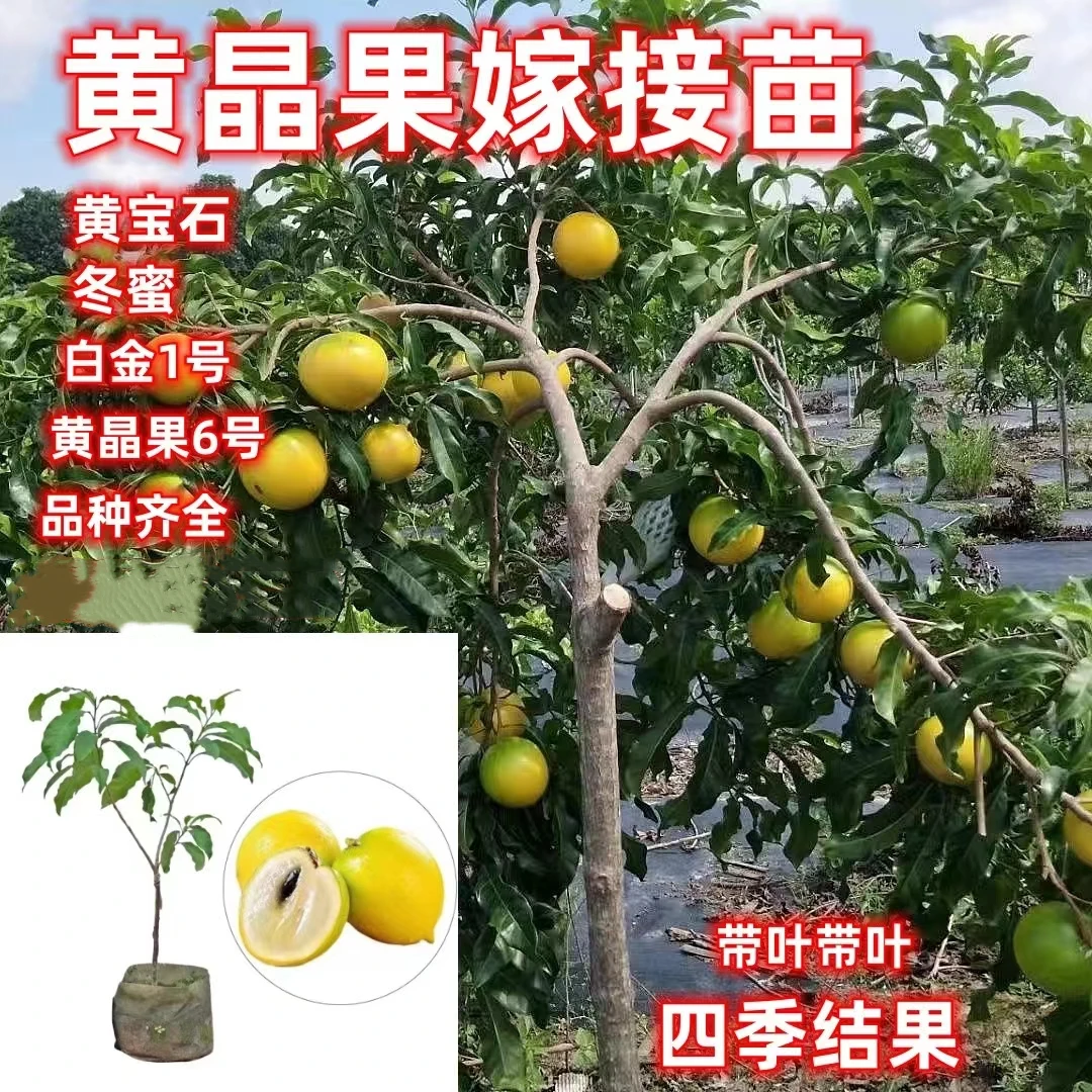 黄晶果树苗冬蜜黄宝石黄晶6号四季白金一号黄金果嫁接苗果苗带土