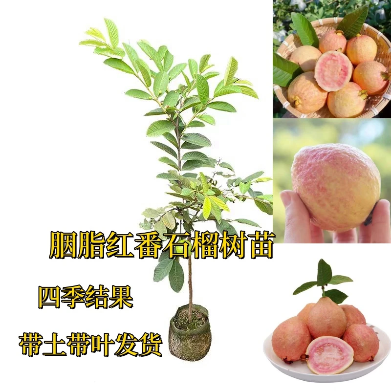 扦插胭脂红番石榴苗香甜软糯四季开花结果阳台盆栽红心番石榴树苗