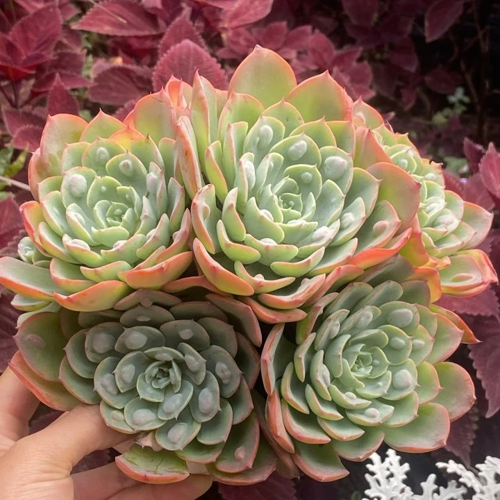 雨滴老桩群生（多肉植物任意两单包邮） 米薇花园  脱土