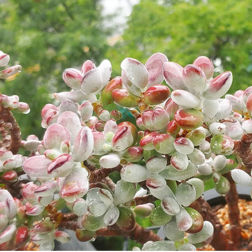 多肉植物乒乓福娘 米薇花园 （多肉植物满18元包邮）小老桩