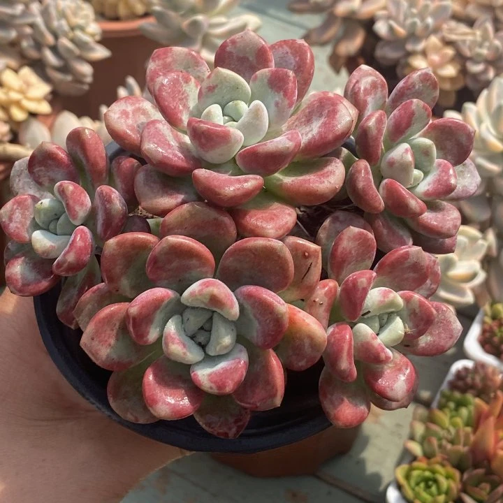 花斑鹿群生(多肉植物任意两单包邮) 米薇花园 带盆