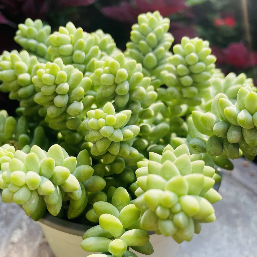 多肉植物玉缀群 （全场两单包邮）米薇花园 带盆