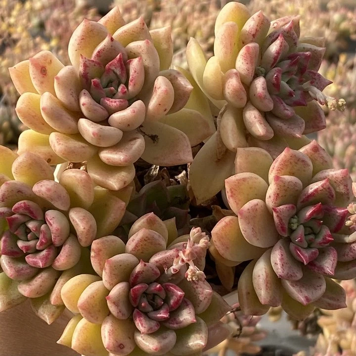 璀璨群生(全场两单包邮）米薇花园   带盆