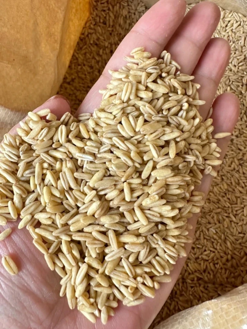 小太阳景云  燕麦 鱼胶花胶 1000g