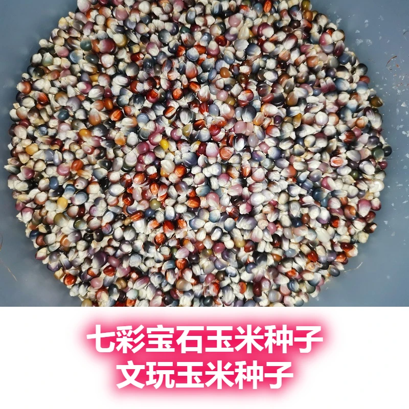 天然文玩玉米宝石血丝玉米粒七彩琉璃可种植可补粒苞谷小墩墩迷你