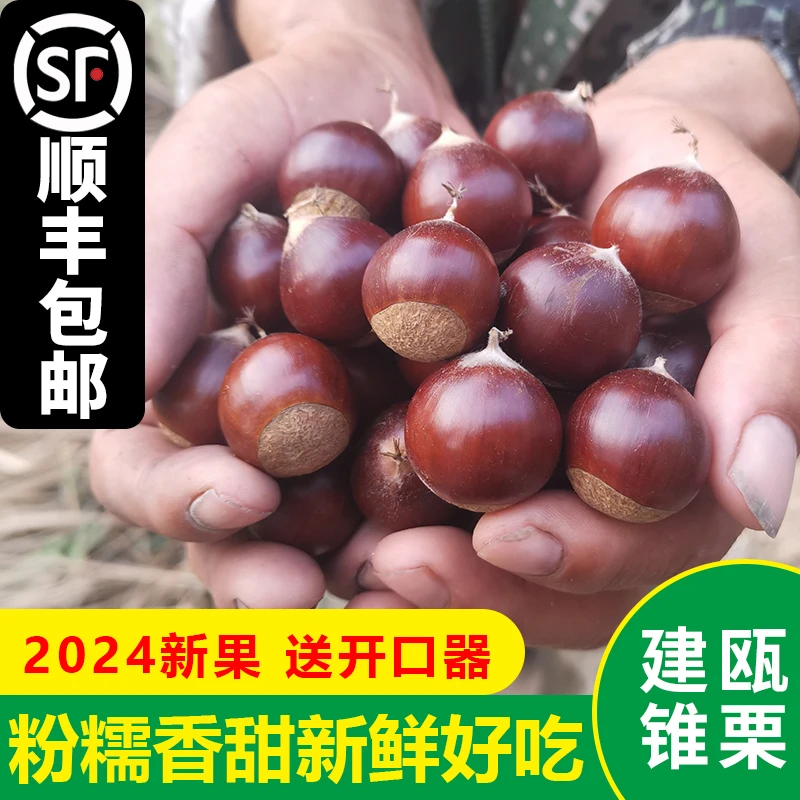 【送开口器】现摘建瓯新鲜锥栗高山油锥野栗子福建生板栗毛栗235斤
