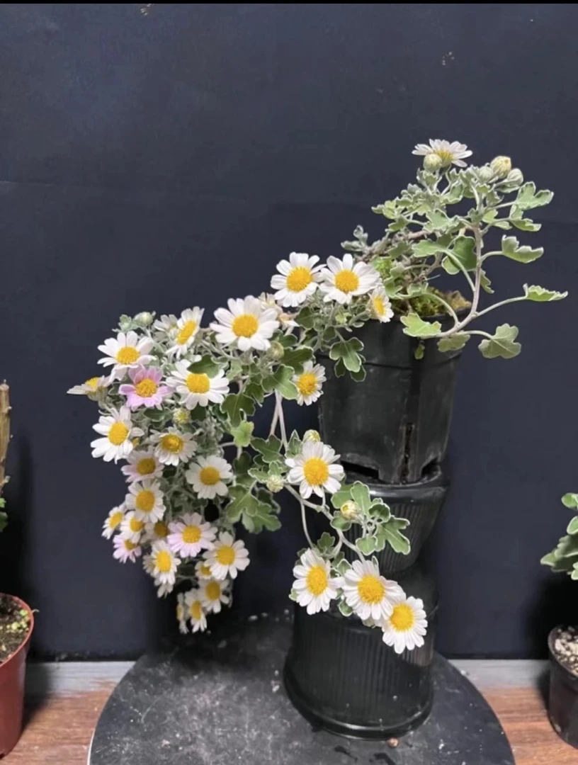 白花高山雅菊  足摺野路菊 寒菊   阳台庭院植物多年生耐寒耐热