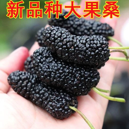 桑葚苗桑葚果树苗当年结果鲜食新品种桑葚树苗阳台庭院南北方种植