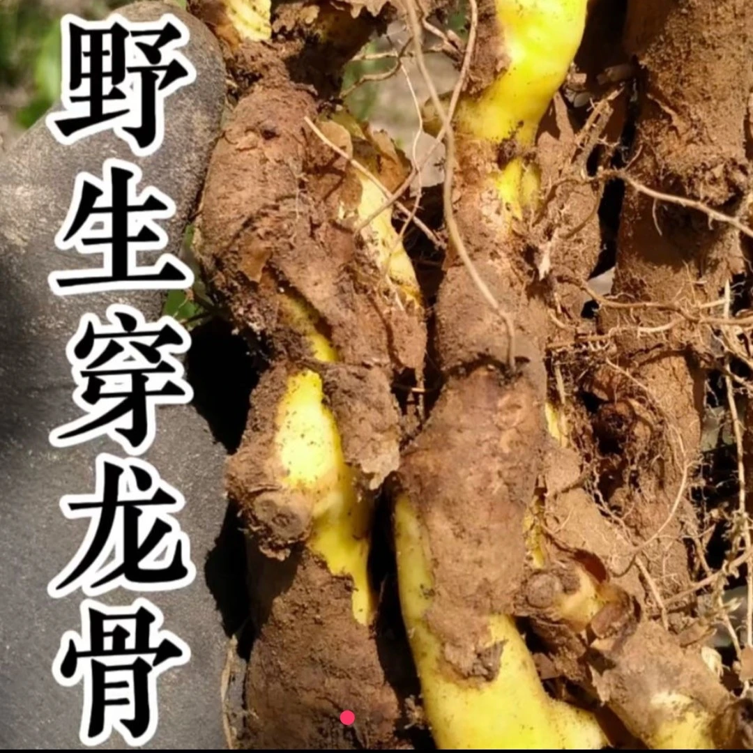 野生穿龙骨【野生的介意粗细勿拍】