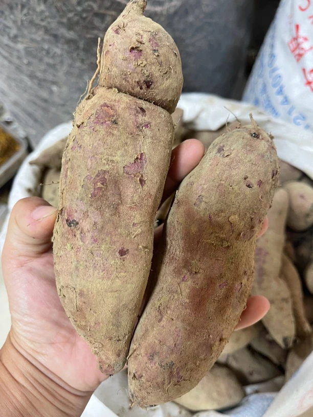 阳山农家番薯5斤起一点红白皮黄心老品种