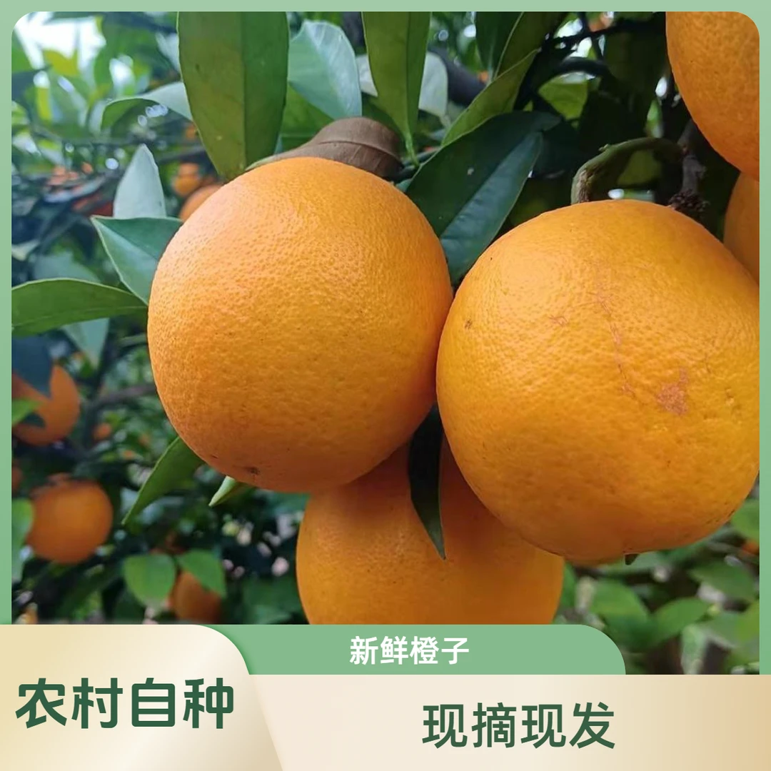 四川脐橙新鲜橙子农村自种鹅蛋柑锦橙现摘现发大果橙子甜多汁正宗