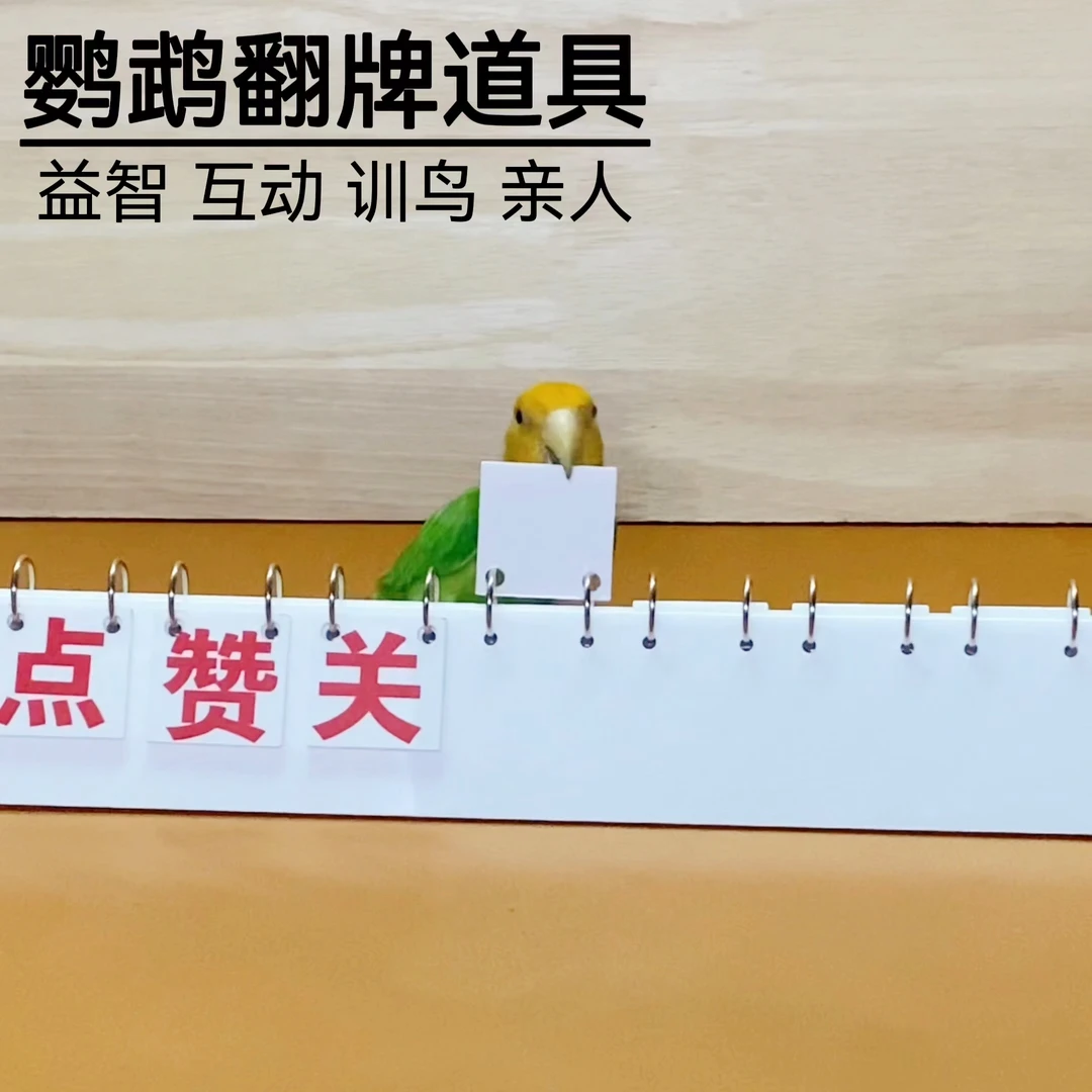 鹦鹉训鸟益智玩具训练技能翻牌道具互动亲人用品直播间互动吸粉