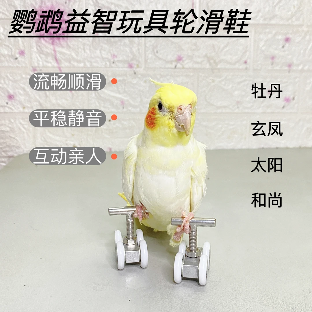 鹦鹉益智互动玩具轮滑鞋训鸟道具技能训练用品牡丹玄凤太阳和尚