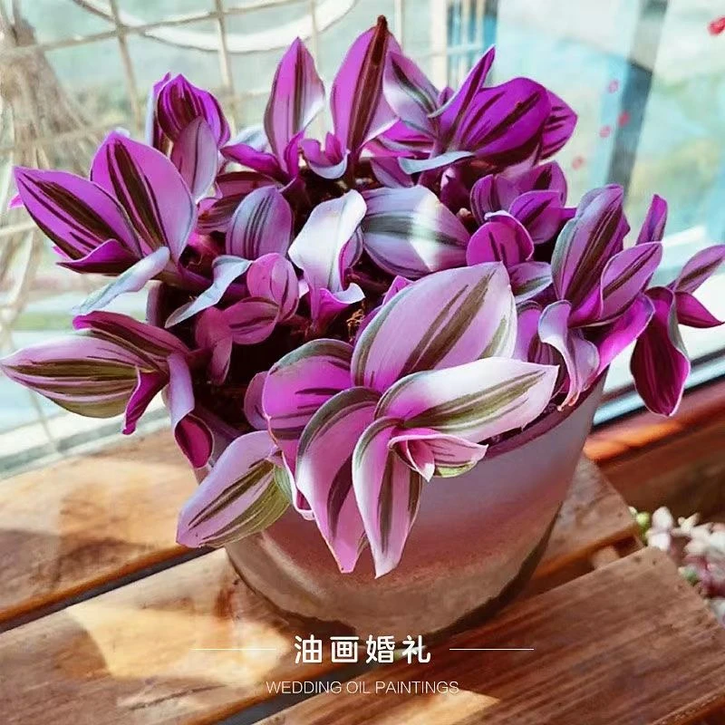 荷兰进口婚礼油画盆栽室内植物玫红色观叶紫露草进化吊兰绿植懒人
