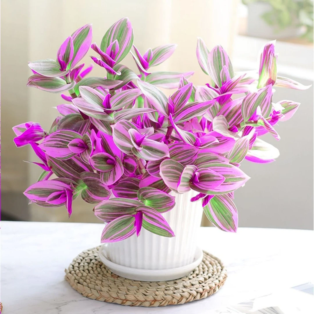 油画婚礼吊兰新品吊肉植物花卉盆栽好养活彩色多肉组合梦幻肉肉大