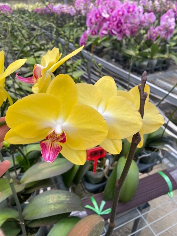 (大黄蜂)3.5双花剑黄色系蝴蝶兰