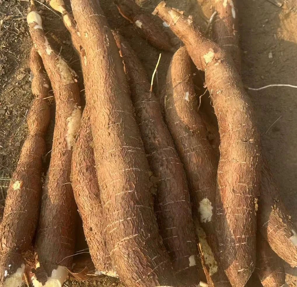 正宗广西黄肉木薯新鲜现挖