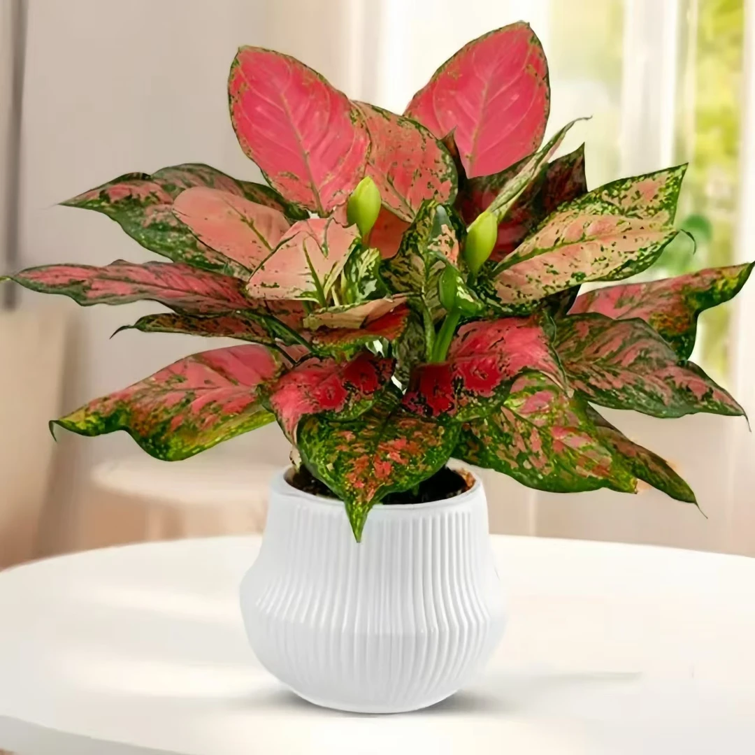 【农青】吉利红室内桌面美观水培绿植简约盆栽高颜值清新植物