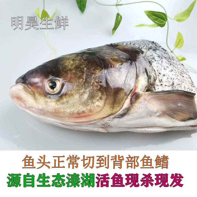 胖头鱼新鲜花鲢鱼头白鲢鱼头草鱼鱼头鲢鳙剁椒鱼头饭店食堂原料