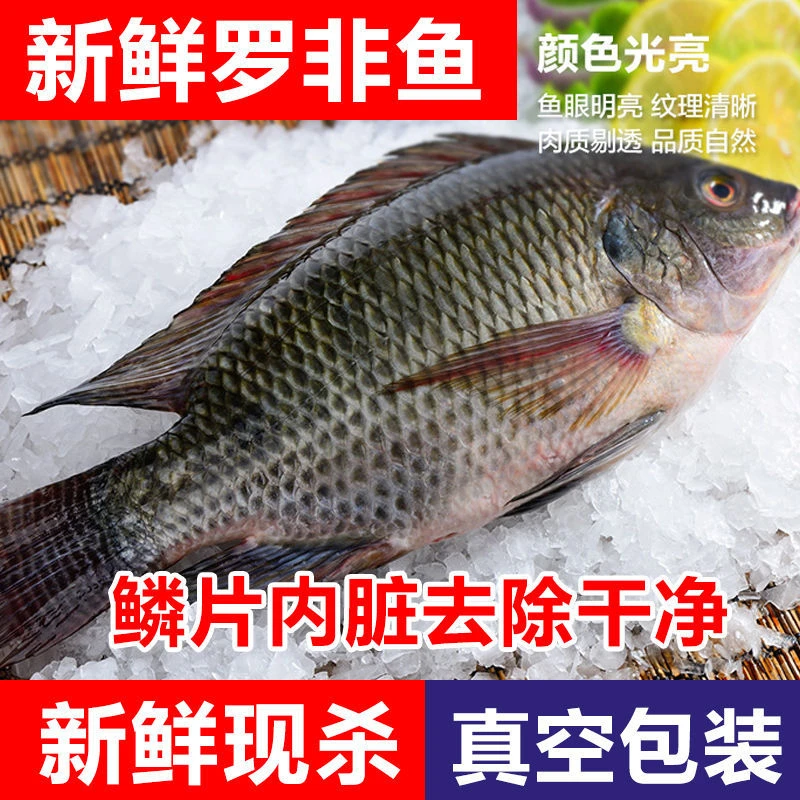 活鱼现杀红烧罗非鱼新鲜淡水鱼非洲鲫鱼福寿鱼烧烤活鱼现杀酸菜鱼