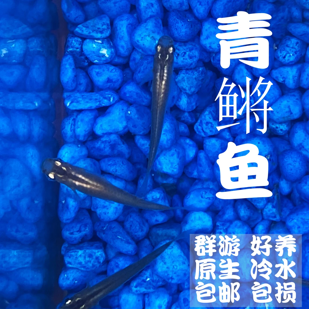 青鳉鱼原生鱼水族观赏发货群游除油膜官被青鳉上层鱼好养小型淡水