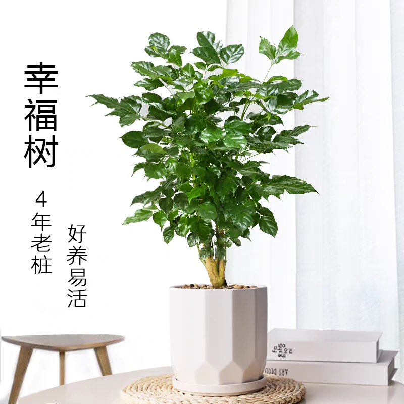 【幸福树盆景】中盆室内净化空气好养高端盆景新疆包邮
