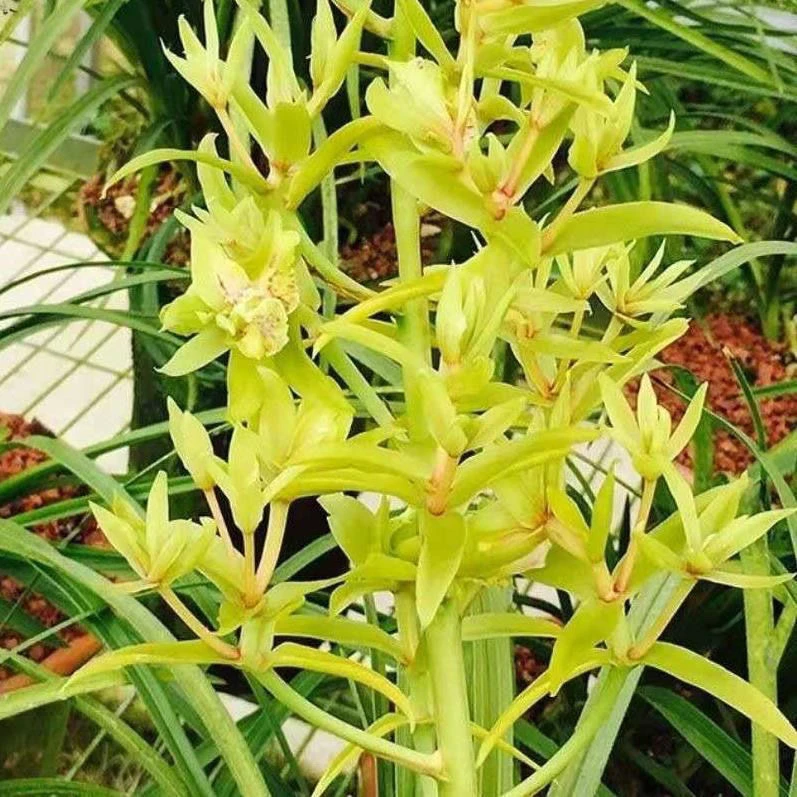兰花恵兰艺草奇花艺草盆景花卉春兰蕙兰盆景花卉绿植