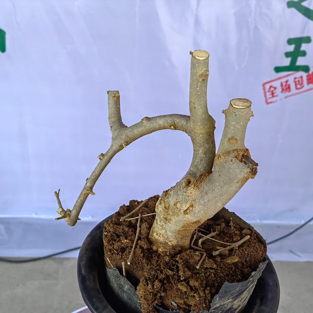 03对节白蜡千年老桩小微盆栽悬崖式