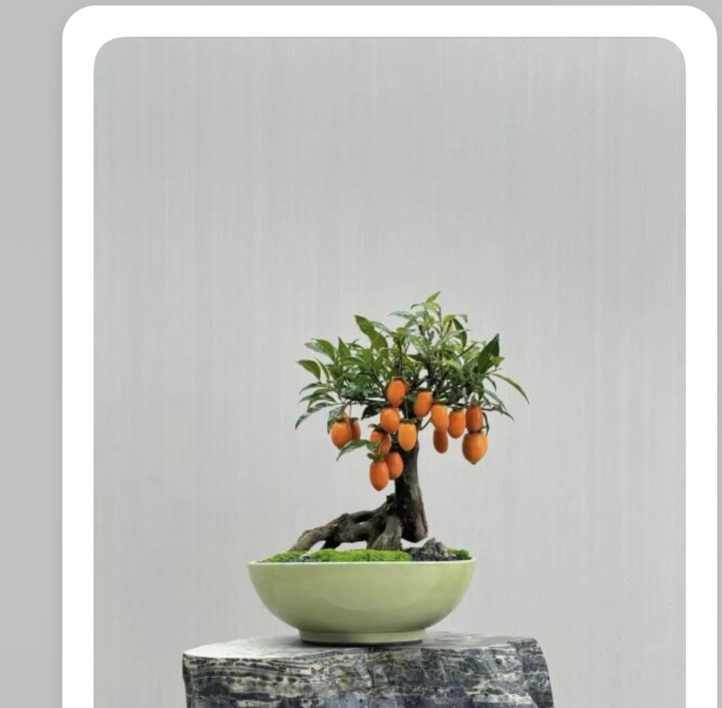 人工苗嫁接栽培庄瓶兰花