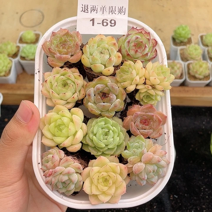 1-69 除去新疆西藏内蒙一盒包邮