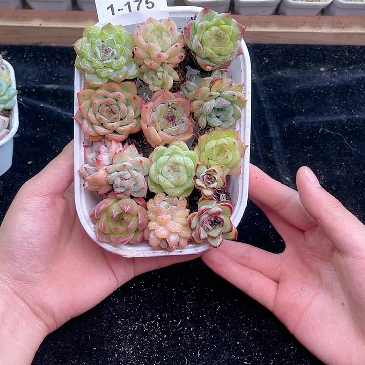 【闪购商品】1-175 除去新疆西藏内蒙古一盒包邮