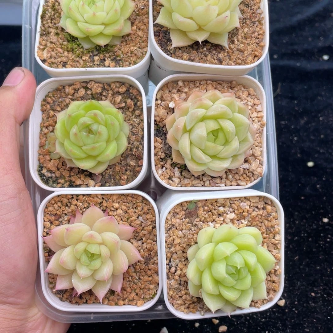 1-694 新疆西藏内蒙到付 一盒包邮2-3公分