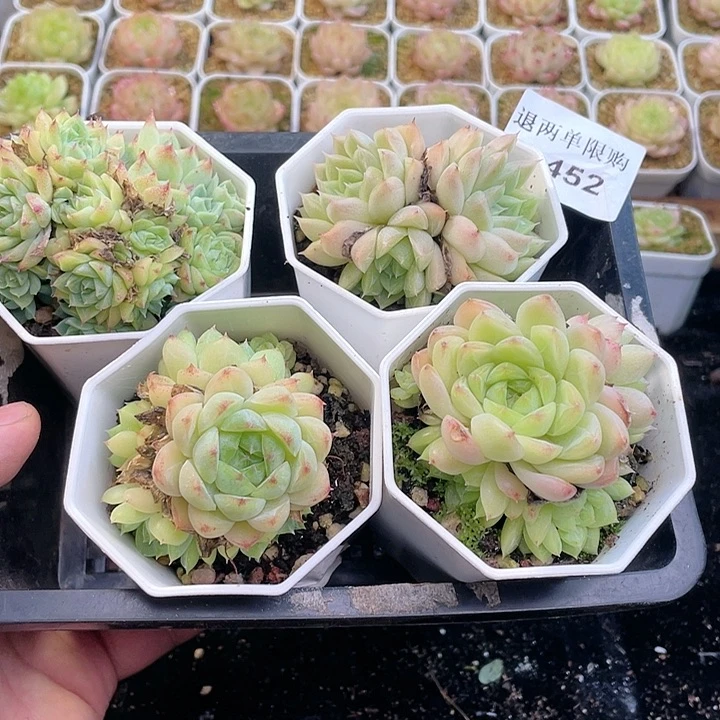 【闪购商品】1-452除新疆西藏内蒙一盒包邮