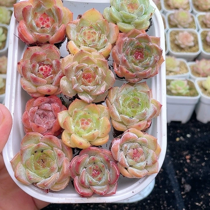 【闪购商品】1-986 除去新疆西藏内蒙一盒包邮