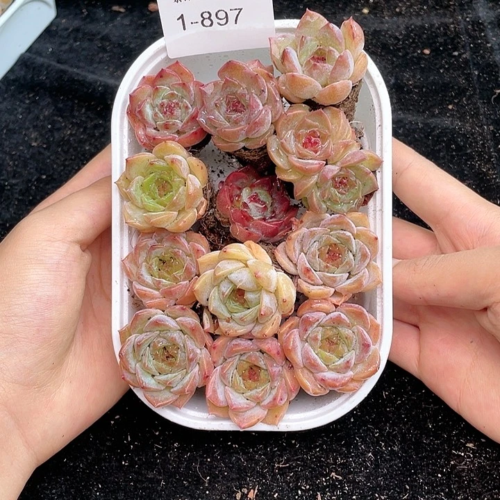 【闪购商品】1-897 除去新疆西藏内蒙古一盒包邮