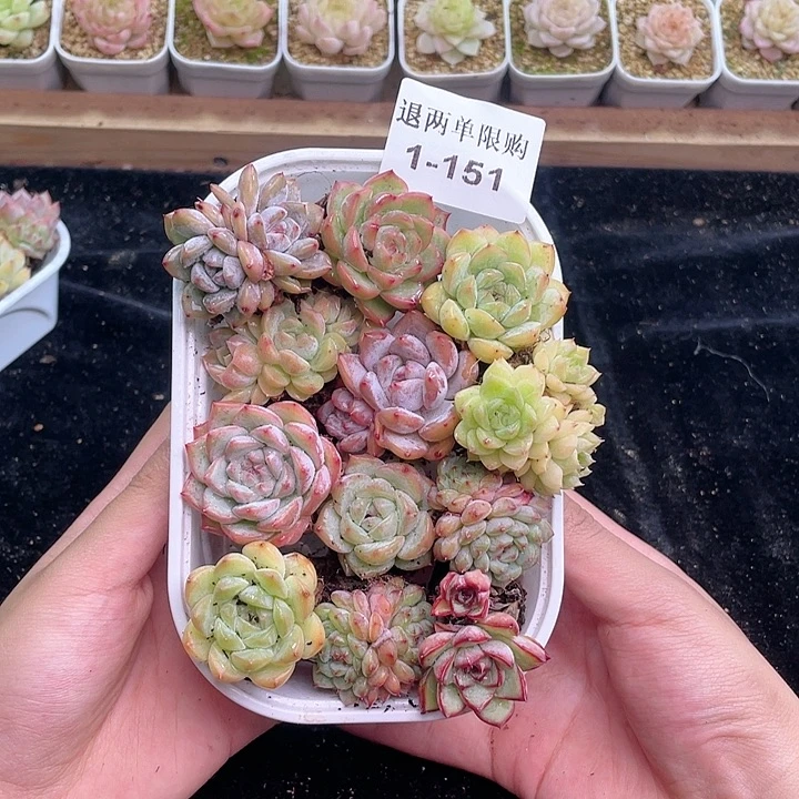 【闪购商品】1-151除去新疆西藏内蒙古一盒包邮