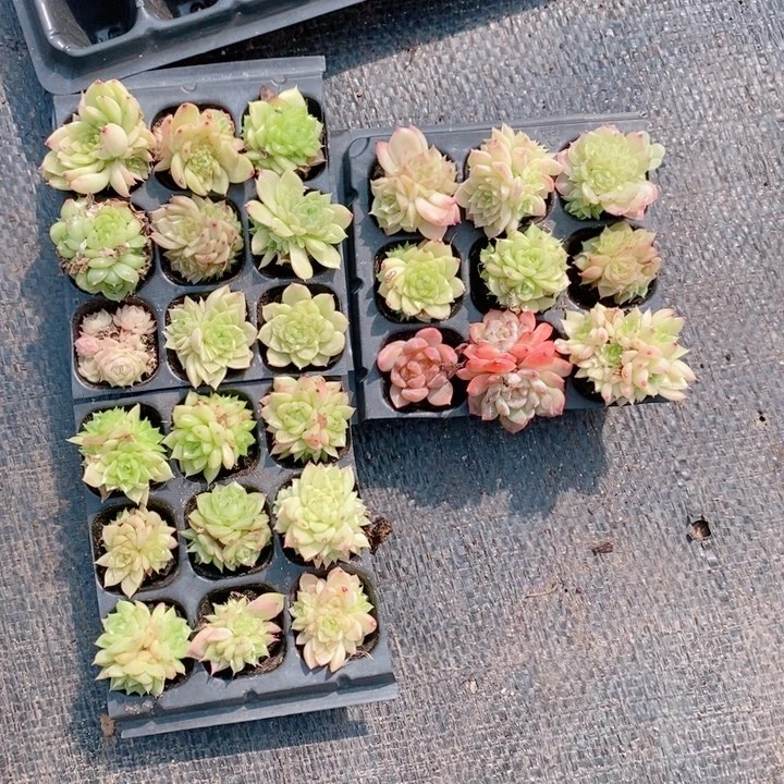 s****✨40一物一拍多肉