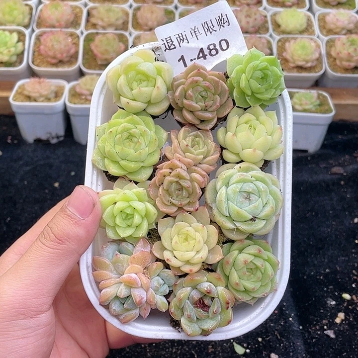 【闪购商品】1-480 除去新疆西藏内蒙一盒包邮